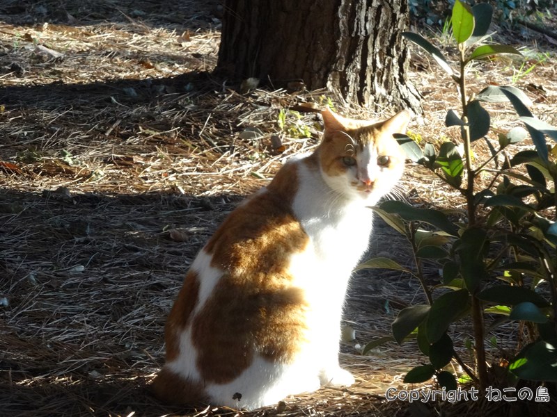 東京でいちばん猫が多い公園 大井ふ頭中央海浜公園