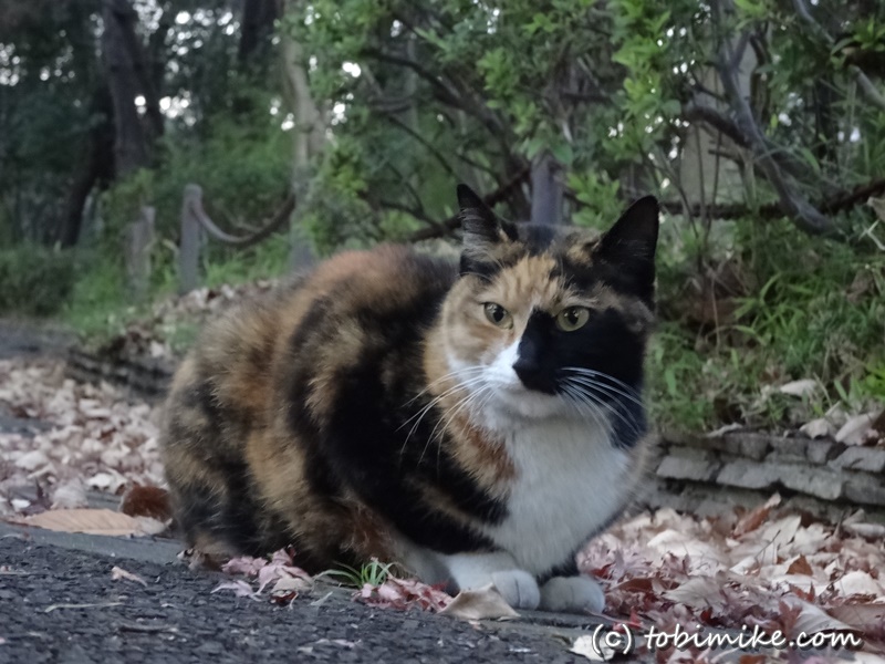 東京でいちばん猫が多い公園 大井ふ頭中央海浜公園 ねこの島