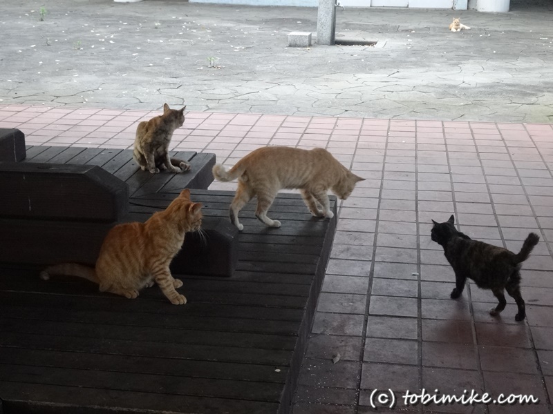 東京でいちばん猫が多い公園 大井ふ頭中央海浜公園