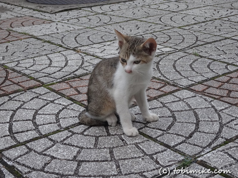 東京でいちばん猫が多い公園 大井ふ頭中央海浜公園