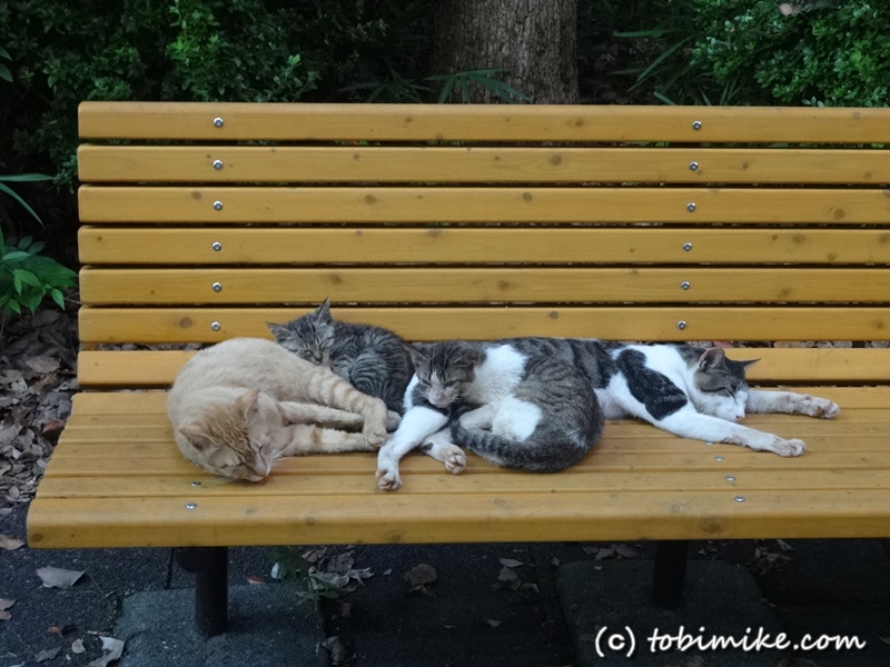 東京でいちばん猫が多い公園 大井ふ頭中央海浜公園 ねこの島