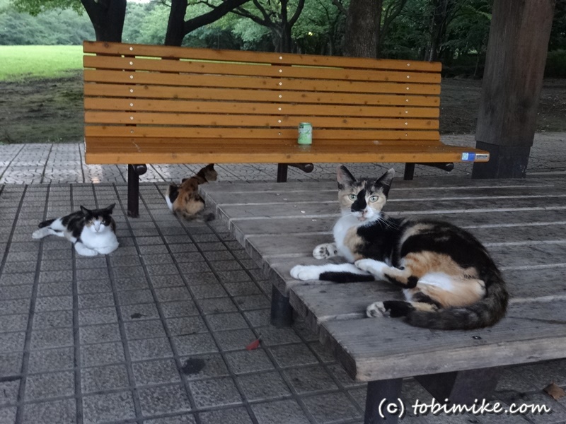 東京でいちばん猫が多い公園 大井ふ頭中央海浜公園