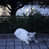 隅田川の夕涼み猫