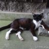 真鍋島の景色『猫の島の景色と猫たち』