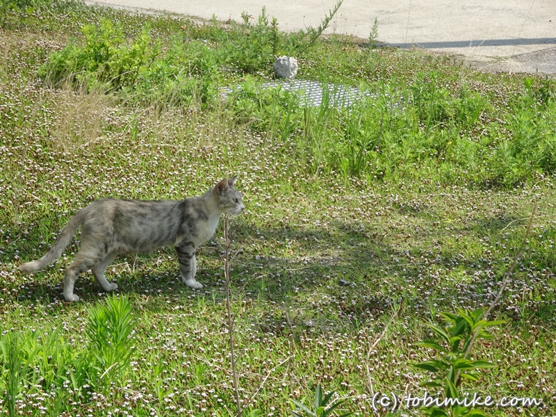 男木島の旅行記