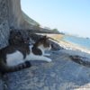 佐柳島の景色と猫たち