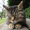 稲毛海浜公園の猫たち（アクセス、猫の探し方）
