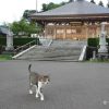 福井の猫寺「御誕生寺」の旅行記