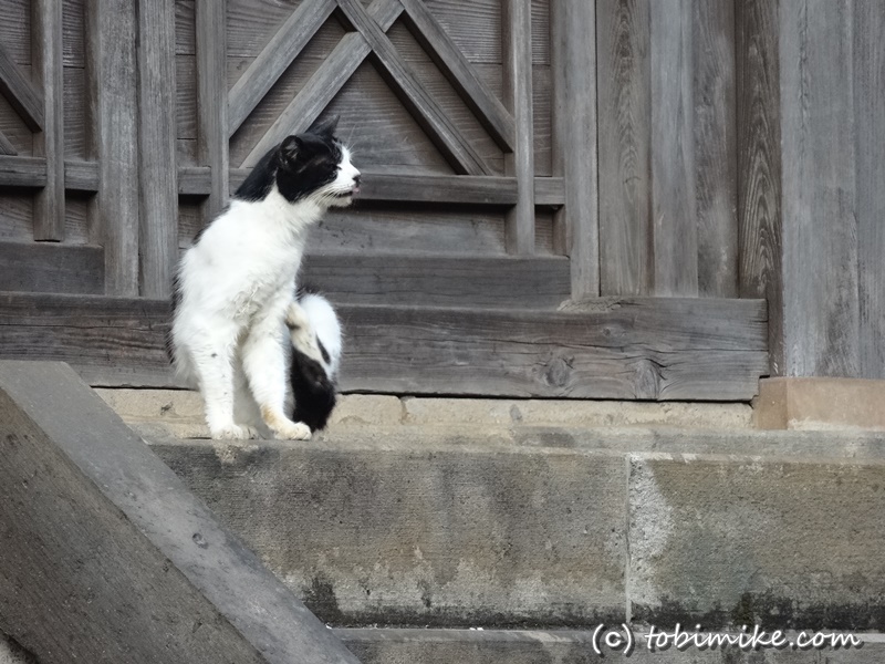 猫神社「出雲伊波比神社」に行ってきました（埼玉県入間郡毛呂山町）