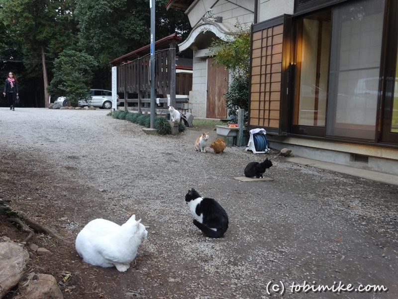 猫神社 出雲伊波比神社 に行ってきました 埼玉県入間郡毛呂山町 ねこの島