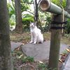 東京の猫寺 – 豪徳寺と護国寺にて、猫と招き猫にであう