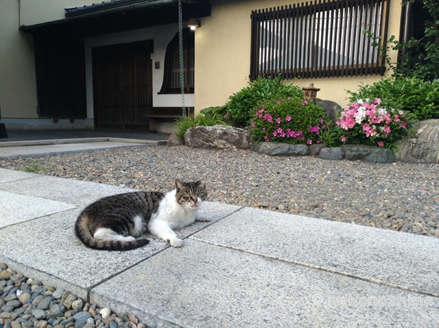 東京の下町 谷根千 谷中 千駄木 根津 日暮里 は猫の街 ねこの島