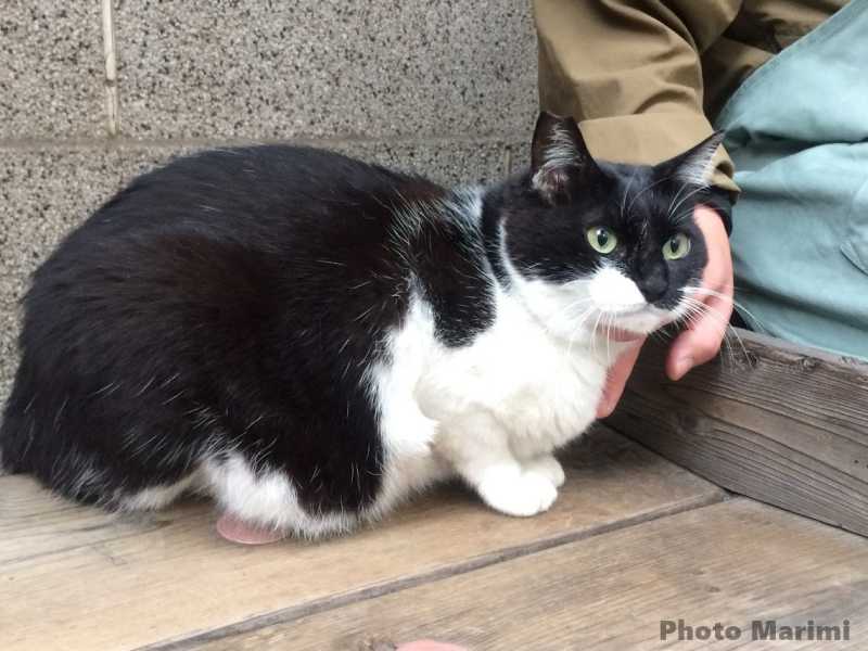 秋葉原 柳森神社のぶち猫